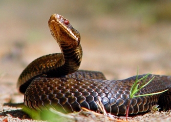 В Украине не зарегистрировано ни одного препарата против ботулизма, ядов змей и каракуртов – Минздрав