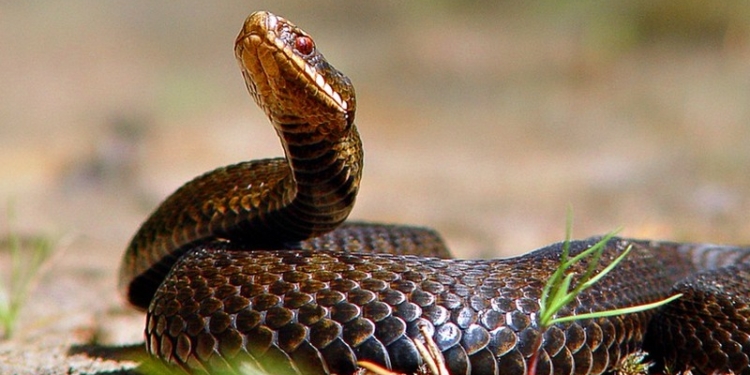 В Украине не зарегистрировано ни одного препарата против ботулизма, ядов змей и каракуртов – Минздрав