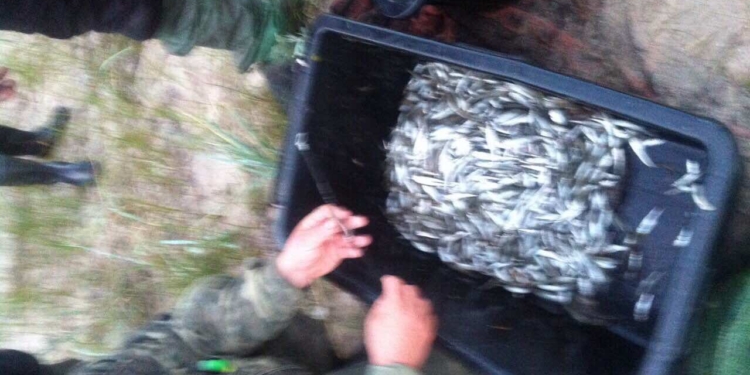 И снова браконьеры в Березанском лимане. У них изъяли креветки и атерину