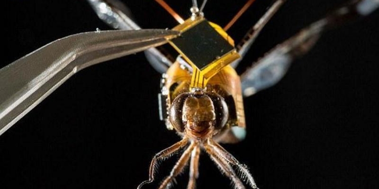 Американцы создали насекомых-киборгов, которые могут шпионить за кем угодно