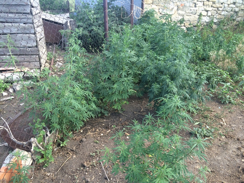 В Николаевской области пенсионер выращивал мак и коноплю – урожай уничтожили полицейские 4