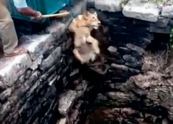 Как в Индии из колодца львицу спасали