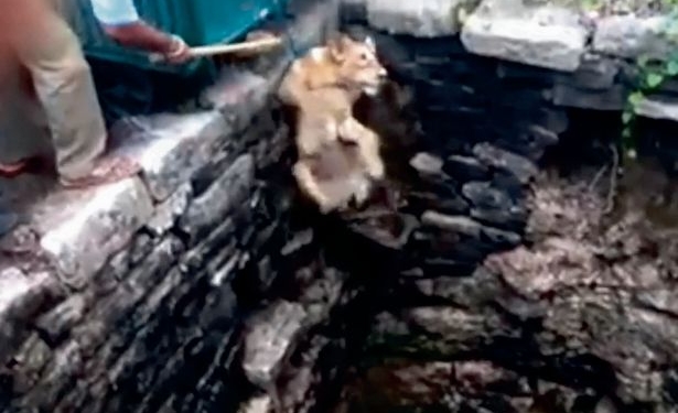 Как в Индии из колодца львицу спасали