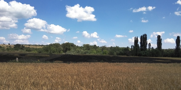 В Новобугском районе на поле горел ячмень