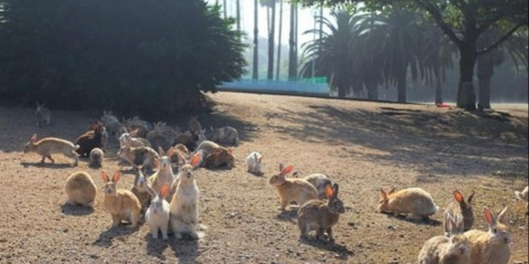 Ни женщинам, ни с женщинами нельзя! Таинственный японский остров теперь – культурное наследие