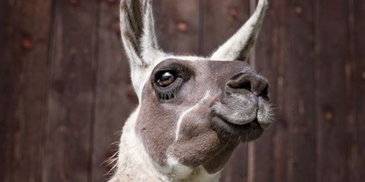 Боевыми бывают не только дельфины, а и ламы, и их Израиль хочет заменить на роботов