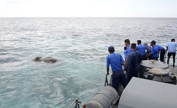 Не рассчитал силы или опасности не было? На Шри-Ланке морской патруль выловил слона в 8 морских милях от берега