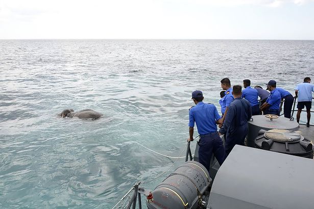 Не рассчитал силы или опасности не было? На Шри-Ланке морской патруль выловил слона в 8 морских милях от берега 1