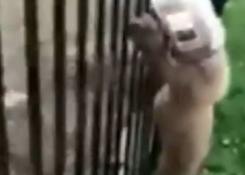 Почти Винни-Пух: медвежонка, застрявшего головой в банке, пришлось спасать полицейским