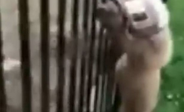 Почти Винни-Пух: медвежонка, застрявшего головой в банке, пришлось спасать полицейским