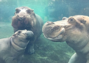 И снова об очаровательной Фионе: спустя полгода после рождения она увидела своего отца