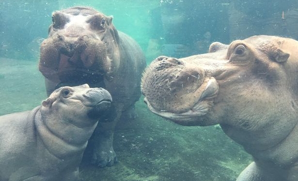 И снова об очаровательной Фионе: спустя полгода после рождения она увидела своего отца