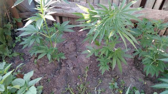 За сутки правоохранители Николаевщины изъяли наркотиков на 55 000 гривен