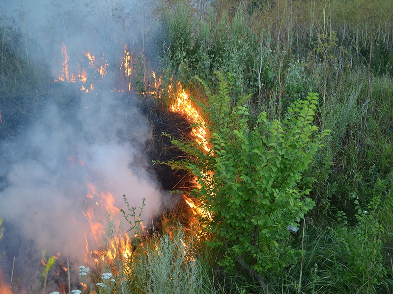 С начала года на территории Николаевской области произошло 720 пожаров на открытых территориях 1