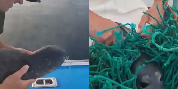 Ловцы лобстеров спасли из сетей маленького тюленя
