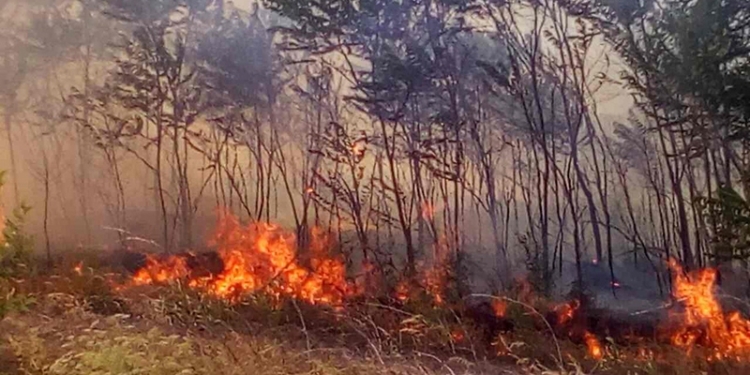 Спасатели Николаевщины сбиваются с ног, ликвидируя возгорания на открытой территории, – активно горит в Витовском районе
