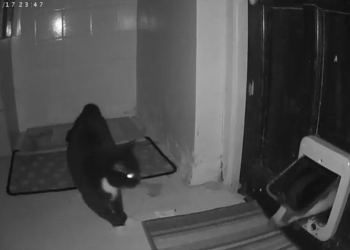 «Так вот кто ел из моей миски!»: в Англии кошка «застукала» барсука, повадившегося пробираться в дом и воровать ее еду