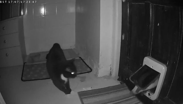 «Так вот кто ел из моей миски!»: в Англии кошка «застукала» барсука, повадившегося пробираться в дом и воровать ее еду