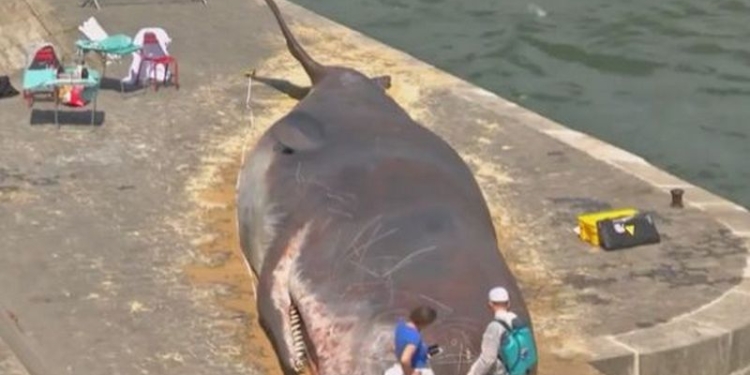 В Париже на берег реки выбросился «мертвый кашалот»