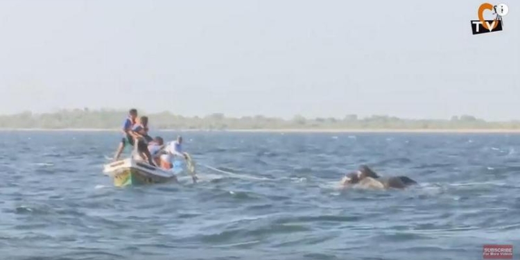 На Шри-Ланке двух слонов унесло в открытое море – животных спасали военные