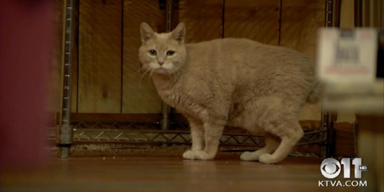 Непоправимая утрата: кот, бывший мэром города на Аляске, скончался в возрасте 20 лет