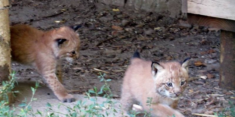 Бэби-бум в Николаевском зоопарке продолжается: подрастают трое рысят