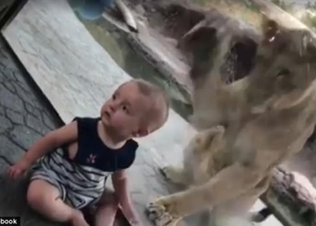 И снова спасительное стекло: лев пытался добраться до 9-месячного мальчика