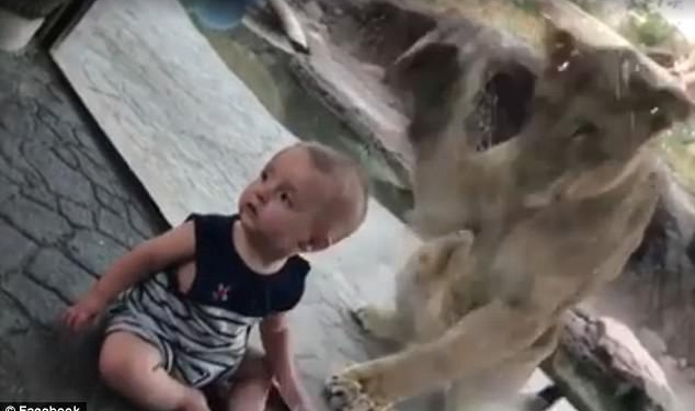 И снова спасительное стекло: лев пытался добраться до 9-месячного мальчика