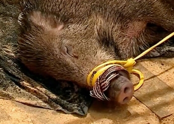 В Португалии отдыхающие на гидроциклах спасли дикого кабана, который плавал в 300 м от берега