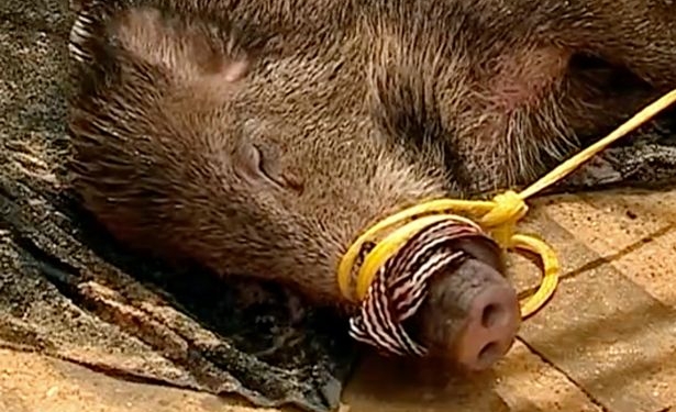 В Португалии отдыхающие на гидроциклах спасли дикого кабана, который плавал в 300 м от берега