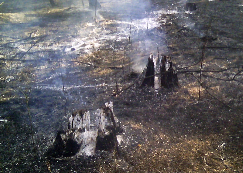 В Николаевской области все чаще горят лесные урочища – с пожарами справляются только сообща 1