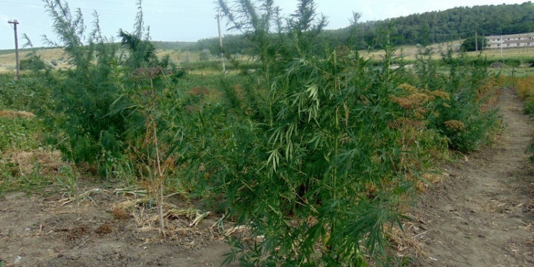 Кролики, откормленные коноплей, – наверно, очень деликатесное блюдо? На Николаевщине мужчина для кролей выращивал наркорастение