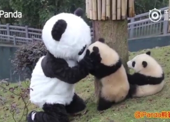 Чтобы научить их жить в дикой природе: учителем маленьких панд стал человек в костюме панды