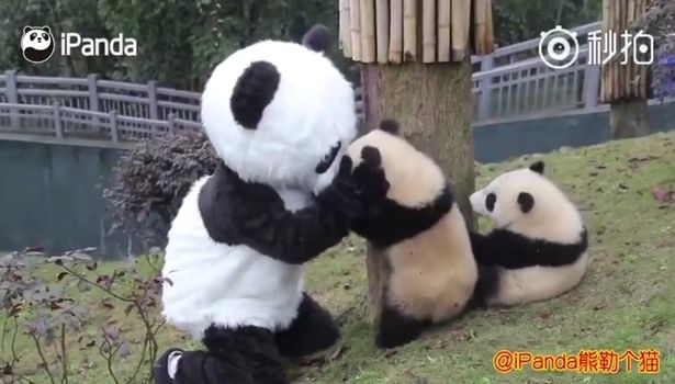 Чтобы научить их жить в дикой природе: учителем маленьких панд стал человек в костюме панды