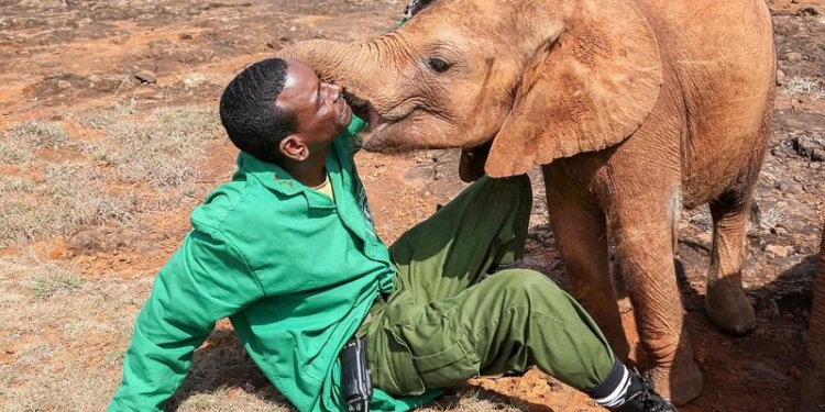 Поцелуй в знак благодарности: спасенный в Африке маленький слоненок не устает говорить «спасибо» своим опекунам