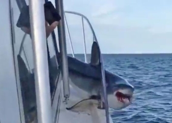 На ловца и зверь бежит? Акула мако застряла в защитном заграждении катера, на котором люди вышли порыбачить