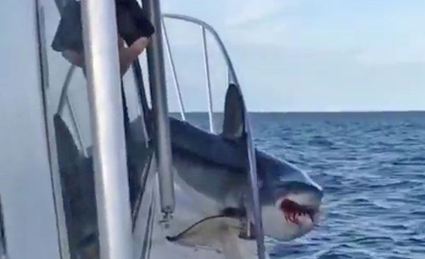 На ловца и зверь бежит? Акула мако застряла в защитном заграждении катера, на котором люди вышли порыбачить