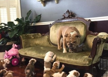 Звери как люди. Отец 9 щенков-бульдожек предпочитает сбежать от своих чад