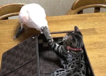 «Ах, ты дерешься? Вот и сиди в коробке!»: этим какаду и кошке только в цирке выступать