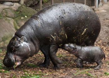В чилийском зоопарке радуются появлению на свет малыша карликового бегемота – его даже посетил министр окружающей среды