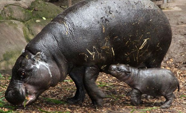 В чилийском зоопарке радуются появлению на свет малыша карликового бегемота – его даже посетил министр окружающей среды