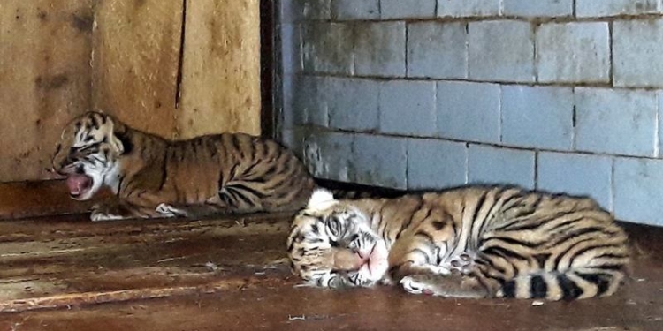 В тигрином семействе в Николаевском зоопарке прибавление – еще двое малышей!