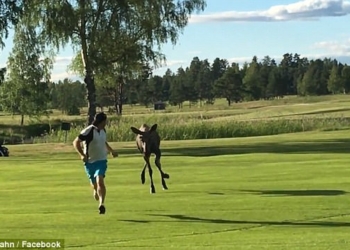 И чья это территория? В Швеции молодой лось прогнал гольфиста с поля