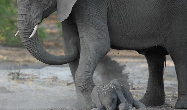 Первые шаги ребенка – это то, что пережила каждая мама. Как тяжело новорожденному слоненку встать на ноги!