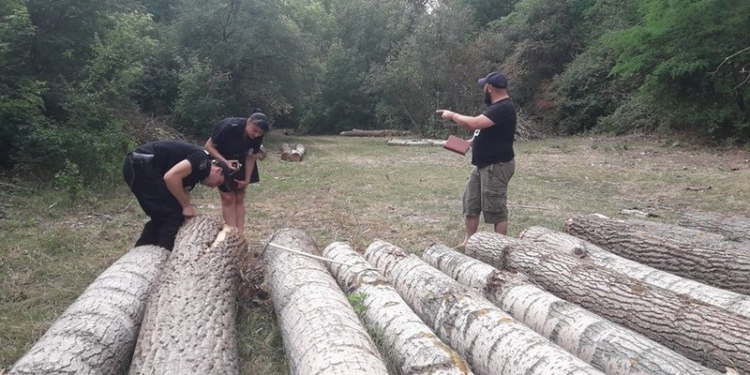 Спилили, а увезти не успели? У Грушевки в Первомайском районе неизвестные вырубили деревья