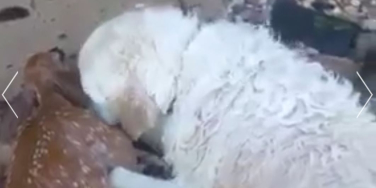 Добрый пес вытащил из воды тонущего олененка