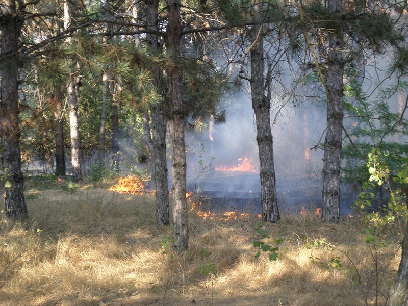 В Николаевской области все чаще горят лесные урочища – с пожарами справляются только сообща 3