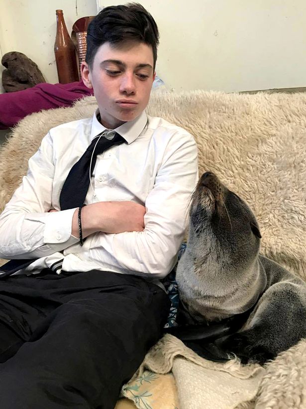 Наказание за доброту? Новозеландец может заплатить штраф в размере 250 тыс. долларов за то, что спас маленького тюленя 3