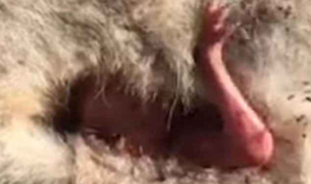 Жалостливый момент: крошечный кенгуру отчаянно протягивает руку из своей сумки к своей мертвой матери