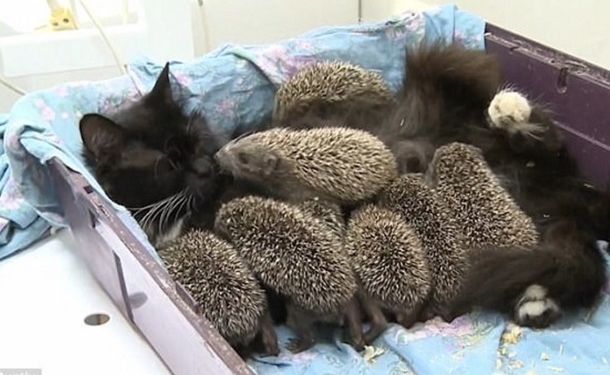 Колючка ежовая, но уже родная. Как кошка усыновила 8 новорожденных ежат